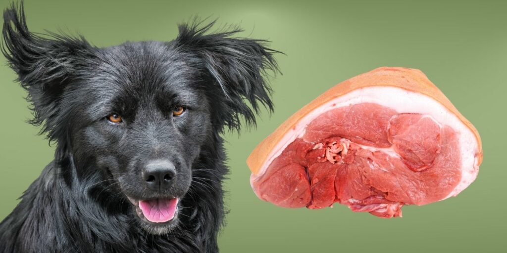 Can Dogs Eat raw pork?