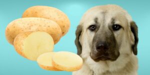Can Dogs Eat raw potatoes?
