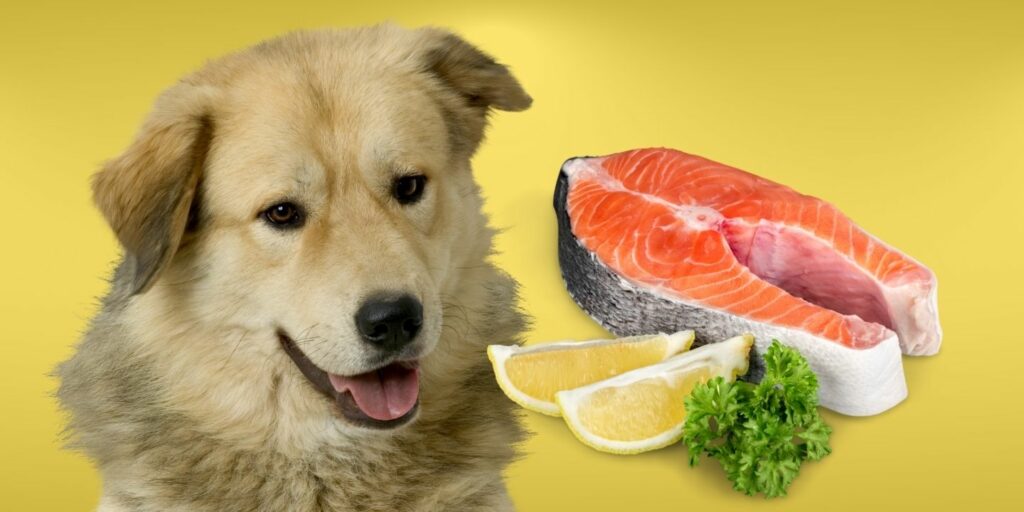 Can Dogs Eat raw salmon?