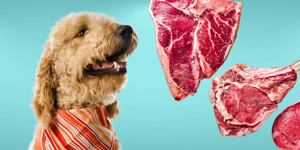 Can Dogs Eat raw steak?