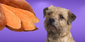 Can Dogs Eat raw sweet potatoes?