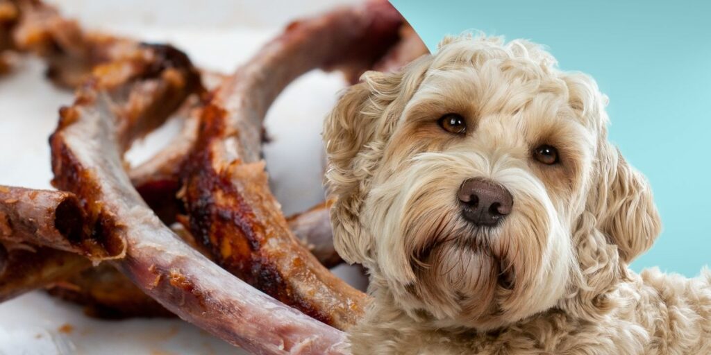 Can Dogs Eat rib bones?