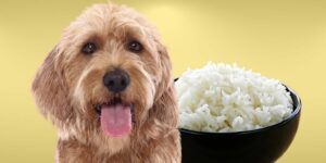 Can Dogs Eat rice?