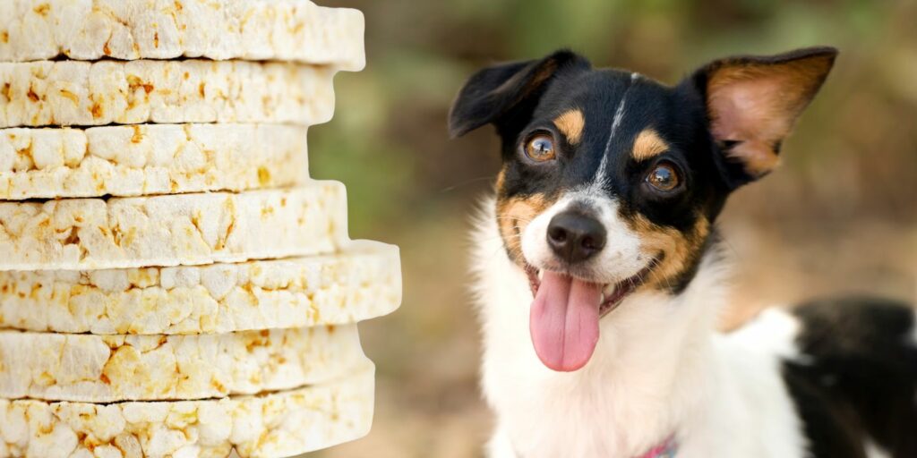 Can Dogs Eat rice cakes?