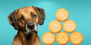 Can Dogs Eat ritz crackers?