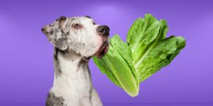 Can Dogs Eat romaine lettuce?