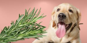 Can Dogs Eat rosemary?