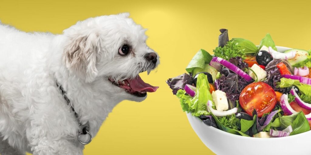 Can Dogs Eat salad?