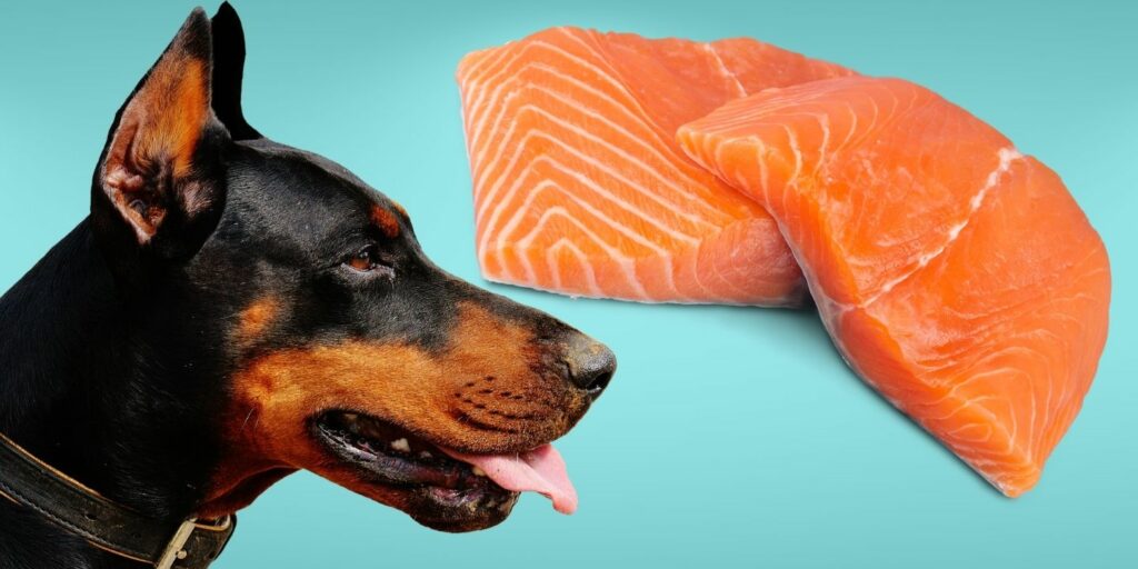 Can Dogs Eat salmon?