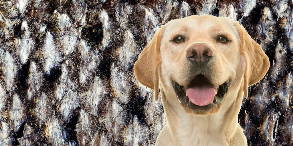 Can Dogs Eat salmon skin?