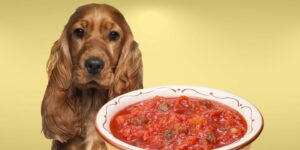 Can Dogs Eat salsa?