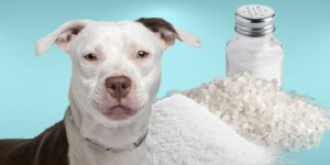 Can Dogs Eat salt?
