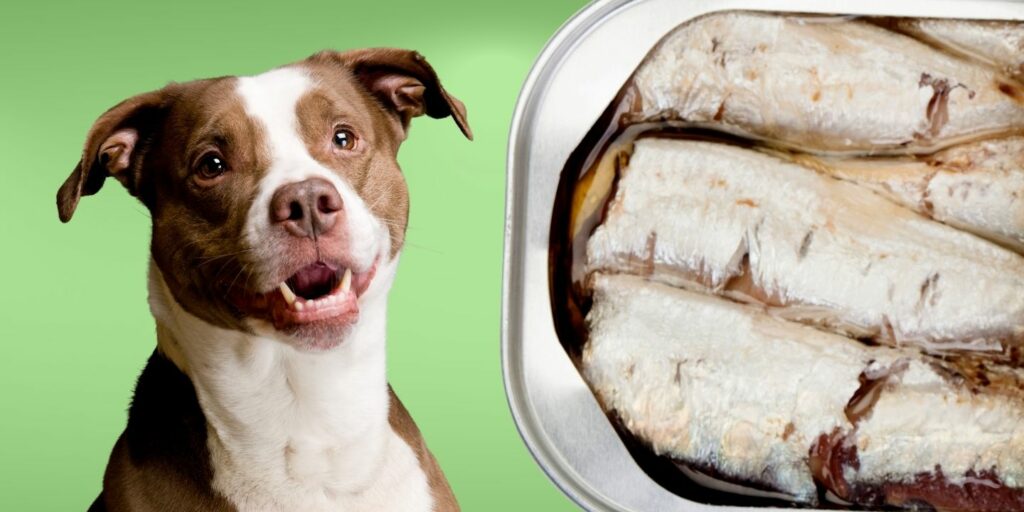 Can Dogs Eat sardines?