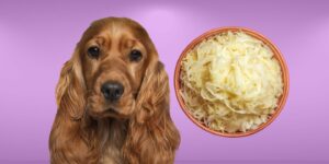 Can Dogs Eat sauerkraut?