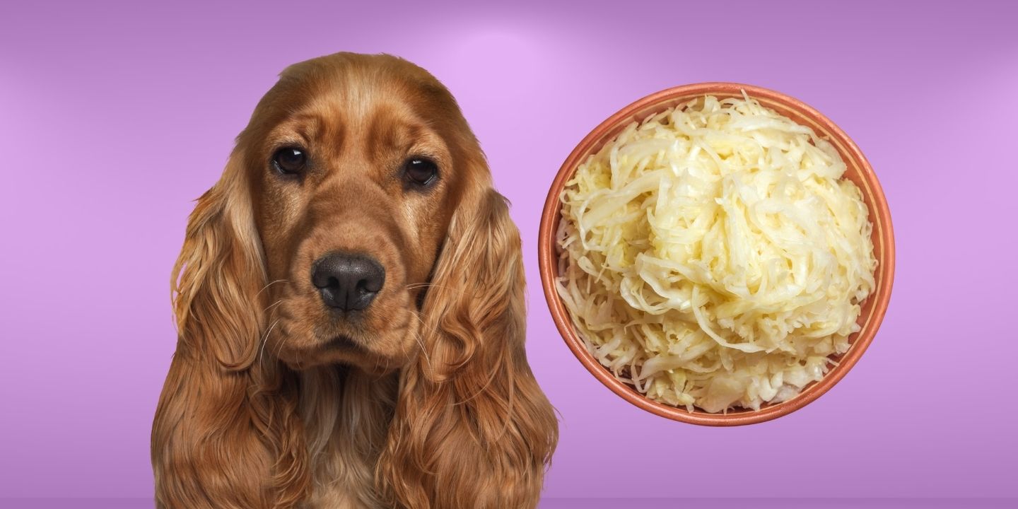 Can Dogs Eat Sauerkraut? A Comprehensive Guide