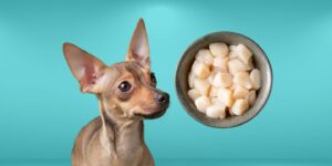 Can Dogs Eat scallops?