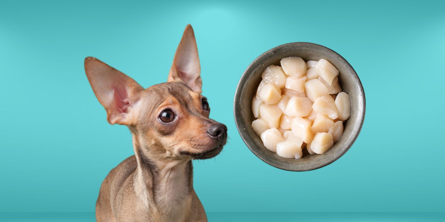 Can Dogs Eat Scallops? All You Need To Know