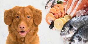 Can Dogs Eat seafood?