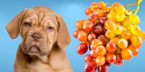 Can Dogs Eat seedless grapes?