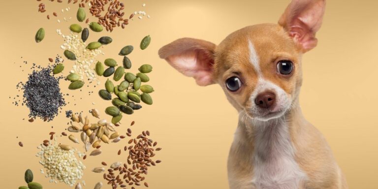 Can Dogs Eat Apple Seeds? The Risks And Dangers - Toxic Apple Seed In Dogs