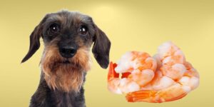 Can Dogs Eat shrimp?