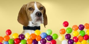 Can Dogs Eat skittles?
