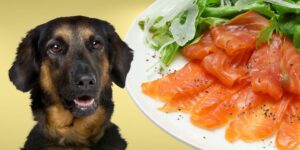 Can Dogs Eat smoked salmon?