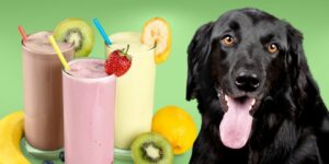 Can Dogs Eat smoothies?
