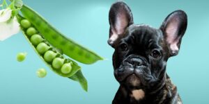 Can Dogs Eat snap peas?