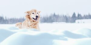 Can Dogs Eat snow?