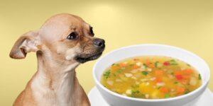 Can Dogs Eat soup?