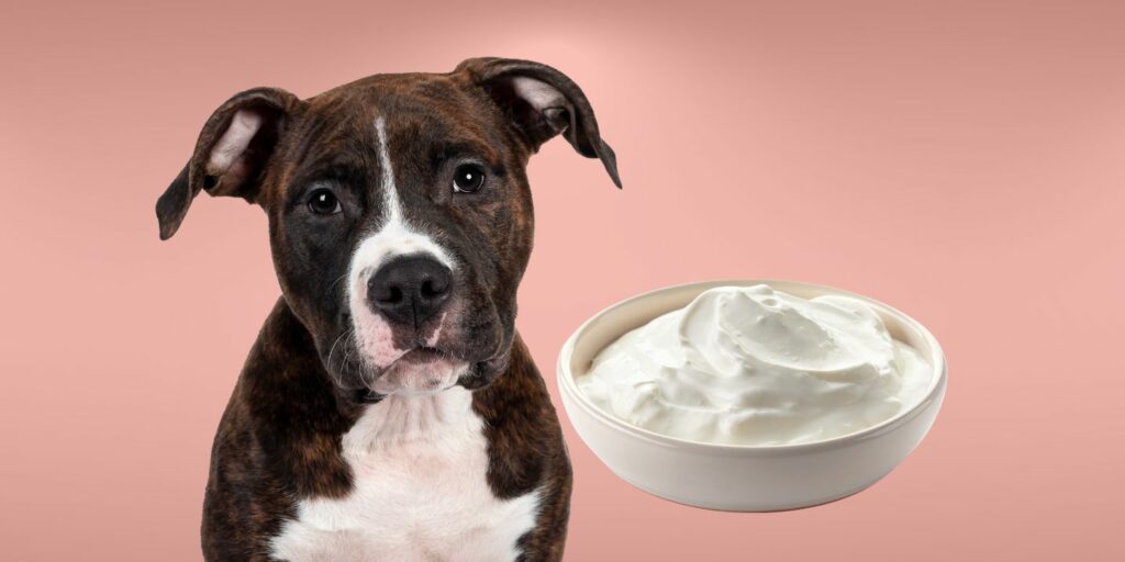 Can Dogs Eat sour cream?
