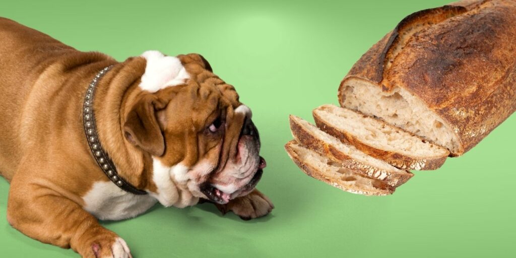 Can Dogs Eat sourdough bread?