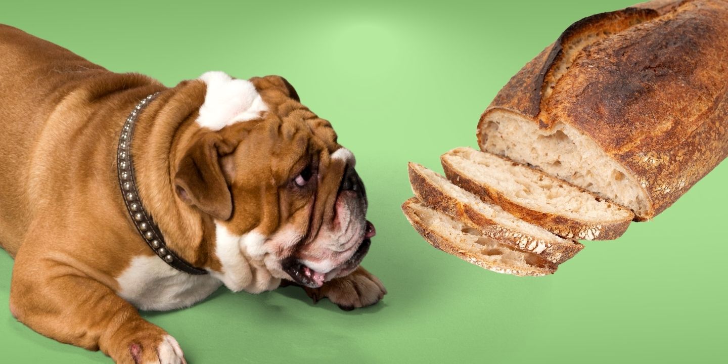 can-dogs-eat-sourdough-bread-a-comprehensive-guide