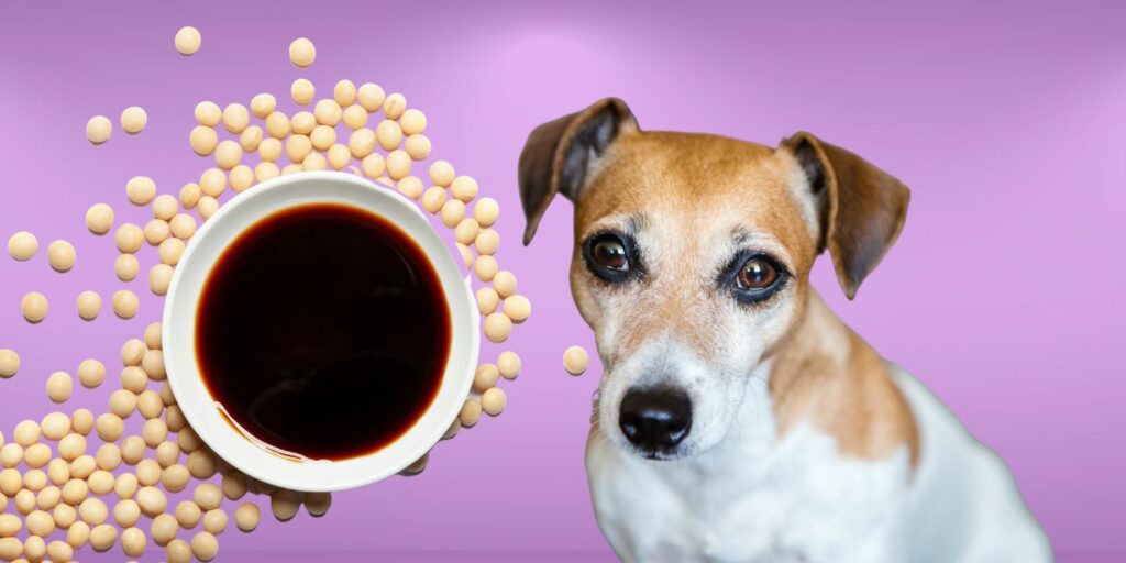 Can Dogs Eat soy sauce?