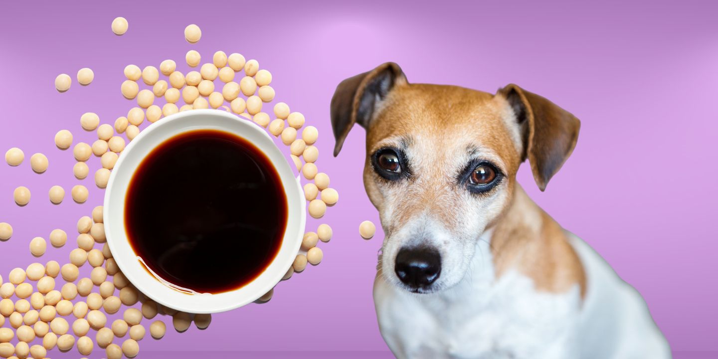 Can Dogs Eat Soy Sauce? Why It Is Dangerous