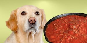 Can Dogs Eat spaghetti sauce?