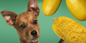 Can Dogs Eat spaghetti squash?