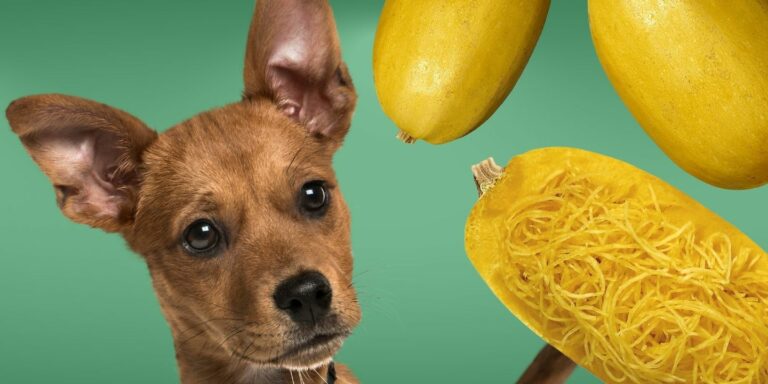 View of Can Dogs Eat String Beans? The Dos and Don'ts