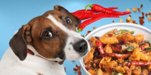 Can Dogs Eat spicy food?
