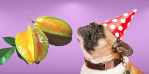Can Dogs Eat star fruit?
