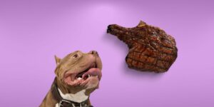 Can Dogs Eat steak?