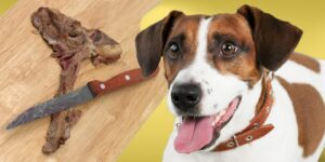 Can Dogs Eat steak bones?
