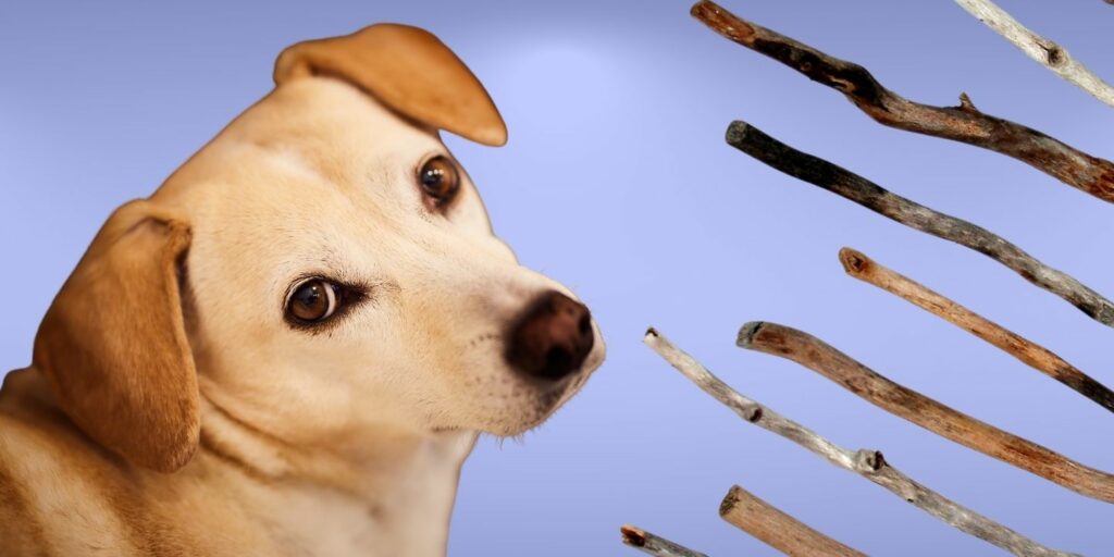 Can Dogs Eat sticks?