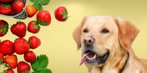 Can Dogs Eat strawberries?