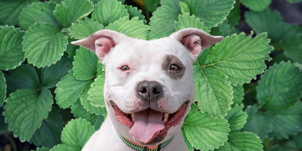 Can Dogs Eat strawberries leaves?