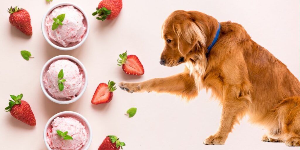 Can Dogs Eat strawberry ice cream?
