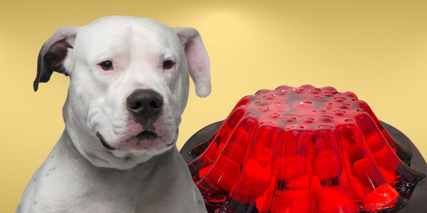 Can Dogs Eat Strawberry Jelly? Our Comprehensive Guide