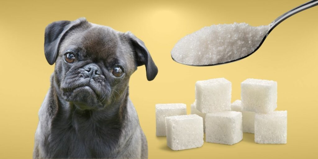 Can Dogs Eat sugar?