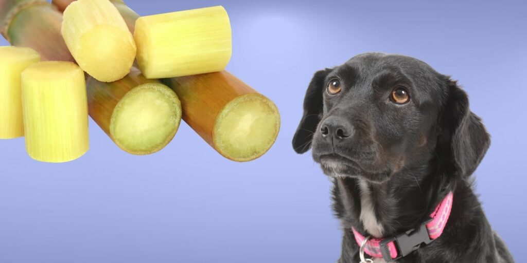 Can Dogs Eat Yams? Everything You Need To Know